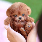 SNGGEPUP - Realistic plush dolls with lifelike details 0