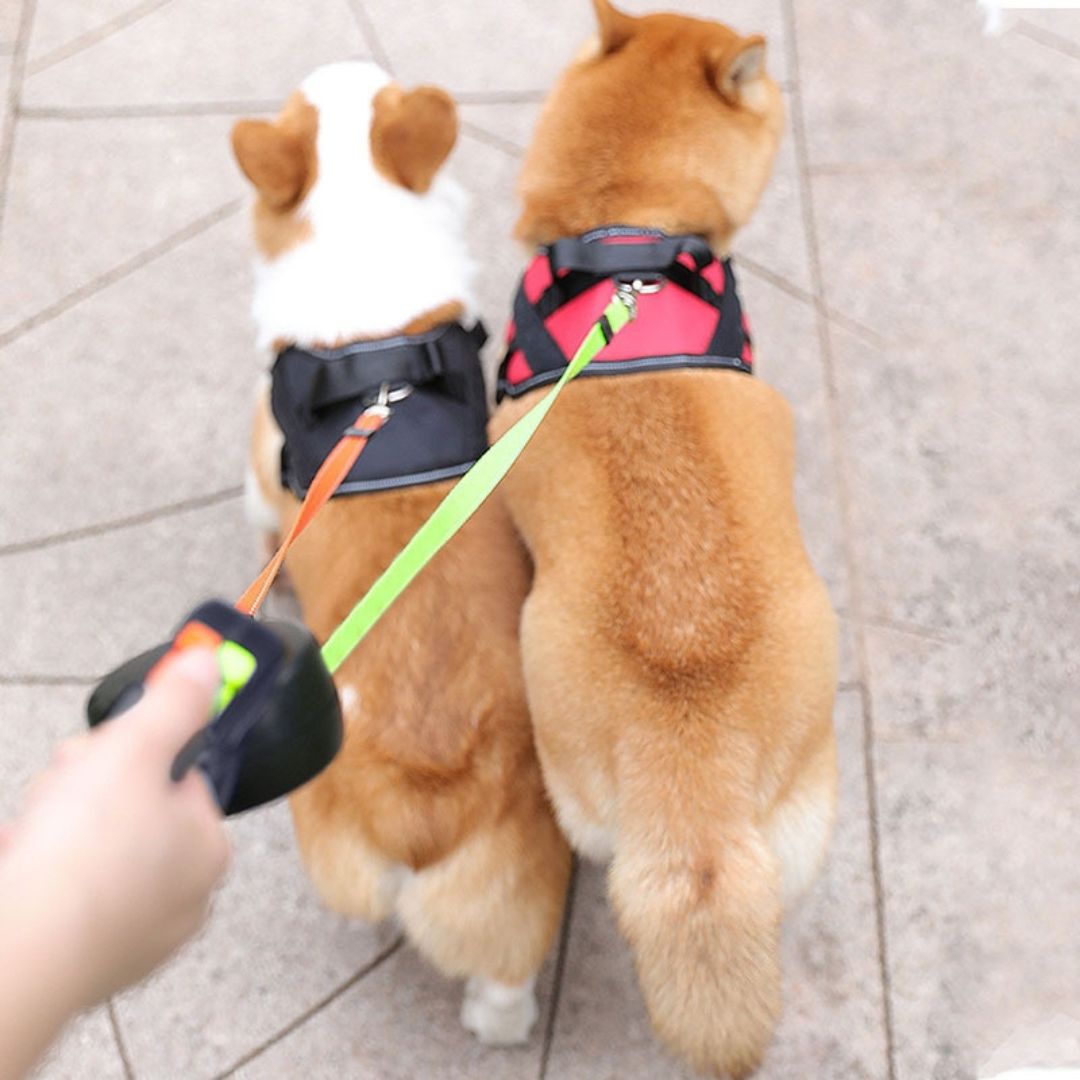 Double dog leash against tangling 2