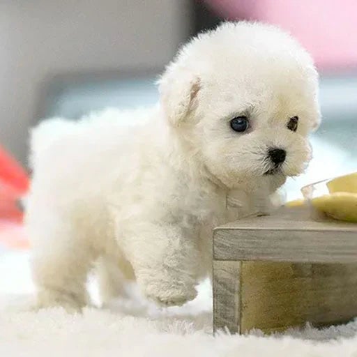 SNGGEPUP - Realistic plush dolls with lifelike details 6